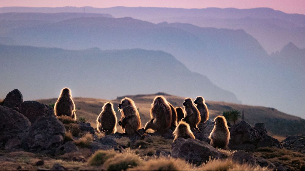 2022 COMMENTS & CONTRIBUTIONS | “I do not think that there is any evidence that man ever existed as a non-social animal.”