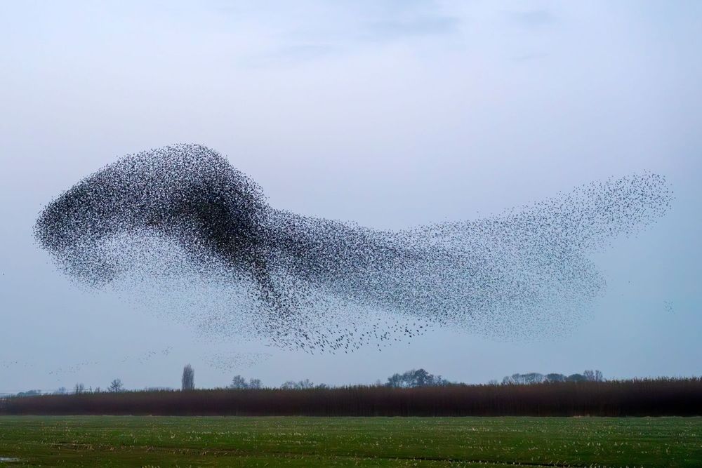 Why the Brain is like a Starling Murmuration