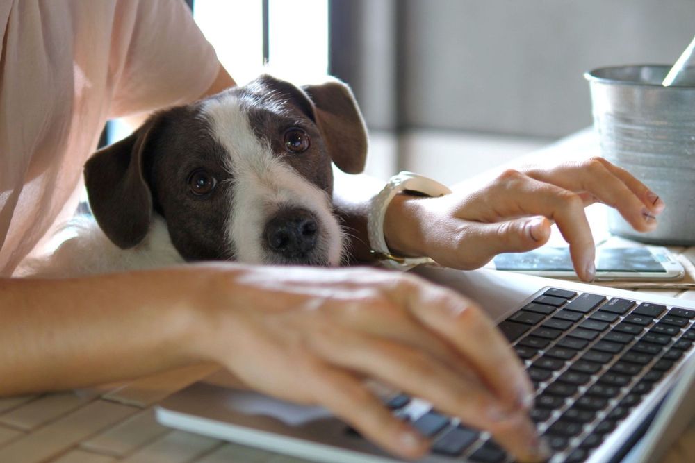 How Does Remote Work Impact Productivity?